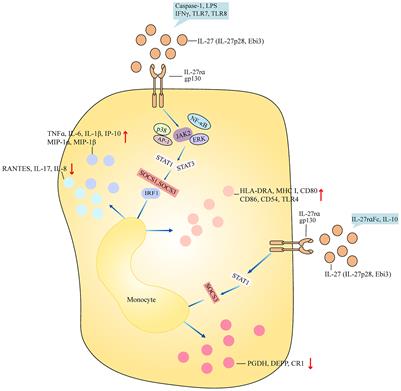 Frontiers | An updated advancement of bifunctional IL-27 in 